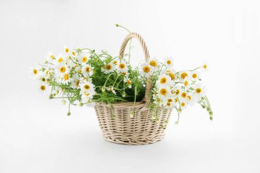 Güzel papatya çiçekleri Hasır sepette beyaz arka planda