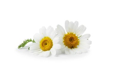 Güzel papatya tomurcukları ve yeşil yapraklar beyaz üzerine izole edilmiş.