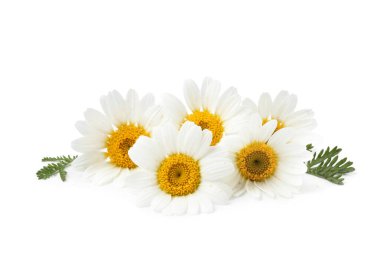 Güzel papatya tomurcukları ve yeşil yapraklar beyaz üzerine izole edilmiş.