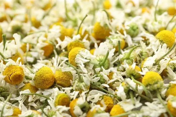 Arka plan olarak birçok kuru papatya çiçeği, yakın plan