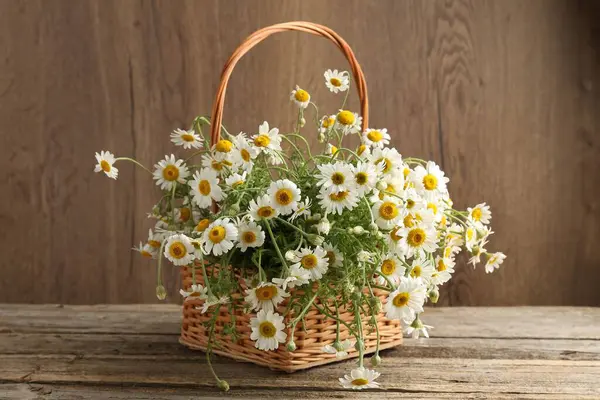 Güzel papatya çiçekleri hasır sepetin içinde ahşap masanın üzerinde