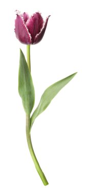 Bir güzel renkli lale beyazda izole edilmiş.