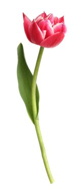 beyaz izole bir güzel Pembe Lale