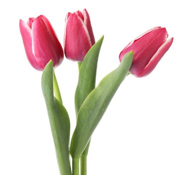 üç güzel beyaz Pembe Laleler izole