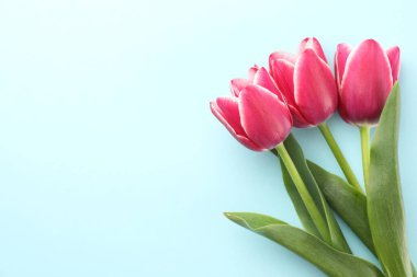 Işıklı arka planda güzel lale çiçekleri, üst manzara. Metin için boşluk