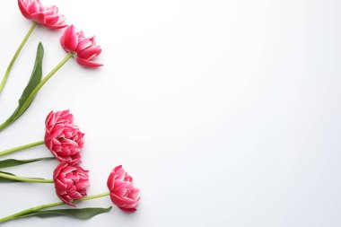 Beyaz arka planda güzel laleler, düz bir zemin. Metin için boşluk