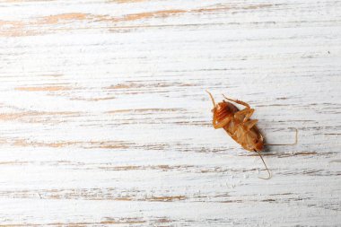 Tahta masada bir hamamböceği, üst manzara. Metin için boşluk