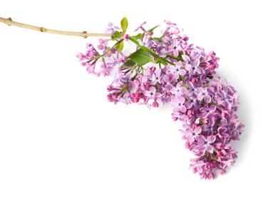 Güzel leylak çiçekleri ve yaprakları olan bir dal.