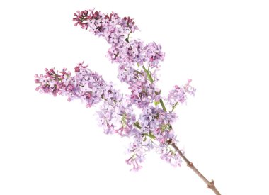 Beyaz üzerinde güzel leylak çiçekleri olan bir dal.