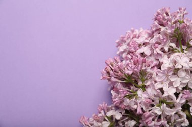 Renkli arka planda güzel leylak çiçekleri, manzaranın üstünde. Metin için boşluk
