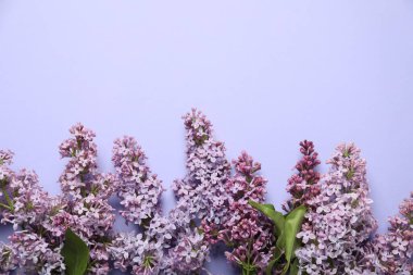 Eflatun arka planda güzel leylak çiçekleri, düz yatış. Metin için boşluk