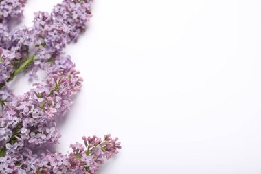 Beyaz arka planda güzel leylak çiçekleri, düz uzanmış. Metin için boşluk