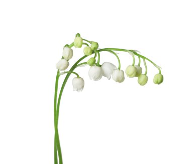 Vadinin güzel kokulu çiçekleri beyazlar üzerinde izole edilmiş.