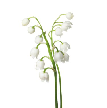 Vadinin güzel kokulu çiçekleri beyazlar üzerinde izole edilmiş.