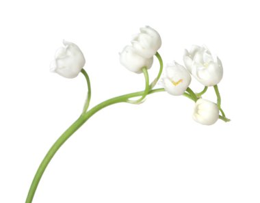 Vadinin güzel kokulu çiçekleri beyazlar üzerinde izole edilmiş.