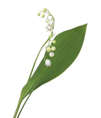 Vadinin güzel kokulu çiçekleri beyazlar üzerinde izole edilmiş.