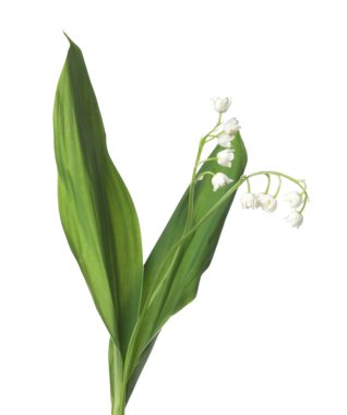 Vadinin güzel kokulu çiçekleri beyazlar üzerinde izole edilmiş.