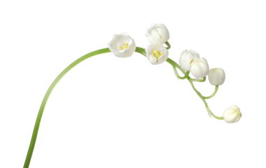 Vadinin güzel kokulu çiçekleri beyazlar üzerinde izole edilmiş.