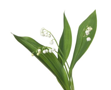 Vadinin güzel kokulu çiçekleri beyazlar üzerinde izole edilmiş.