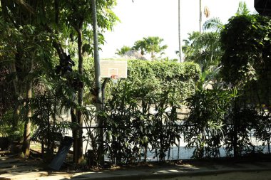 Ağı ve farklı yeşil bitkileri olan basketbol tahtası.