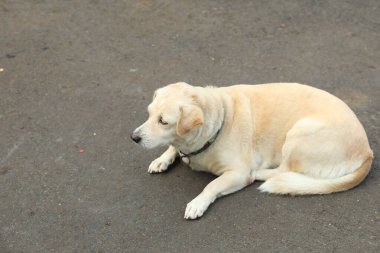 Açık havada yerde yatan sevimli köpek, mesaj için yer var.