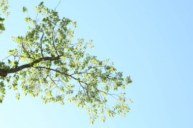 Mavi gökyüzünün altında yeşil yapraklı ağaç dalları, alt manzara