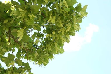 Yeşil yapraklı ağaç dalları açık havada, düşük açılı.