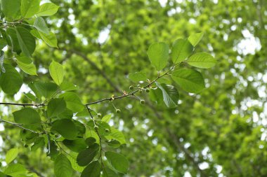 Açık havada yetişen yeşil yapraklı ve meyveli dallar, yakın plan.
