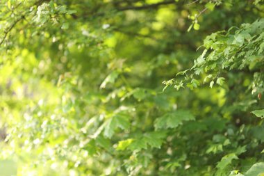 Parkta yeşil yaprakları olan güzel bir ağaç