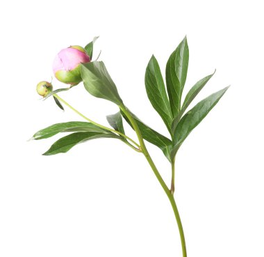 Tomurcukları ve yaprakları beyaza ayrılmış şakayık bitkisi.