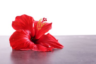 Gri desenli masadaki güzel kırmızı amber çiçeği beyaz arkaplana karşı