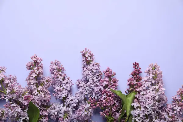 Eflatun arka planda güzel leylak çiçekleri, düz yatış. Metin için boşluk