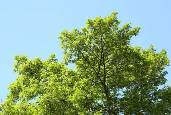 Mavi gökyüzünün altında yeşil yapraklı ağaç dalları, alçak açı manzaralı