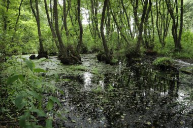 Bataklıklı yeşil orman manzarası.
