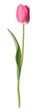 beyaz izole bir güzel Pembe Lale