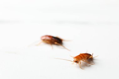 Beyaz masada iki hamamböceği, yakın plan. Metin için boşluk