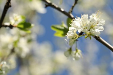Güzel çiçek açan erik ağacı, açık havada beyaz çiçekler, yakın plan. Metin için boşluk