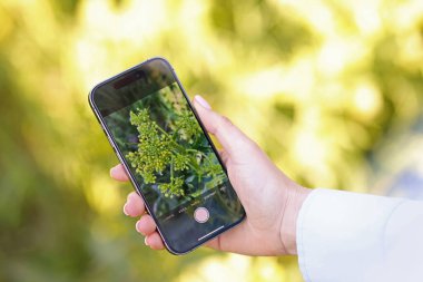 Açık havada akıllı telefondan bitki tanıma uygulaması kullanan bir kadın.