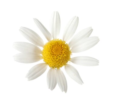 Beyaz arka planda güzel bir papatya çiçeği tomurcuğu