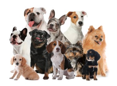 Grup beyaz arka plan üzerinde şirin köpek