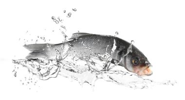 Sudaki levrek balığı beyaz zemine sıçrar