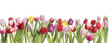 Beyaz arka planda güzel, parlak lale çiçekleri