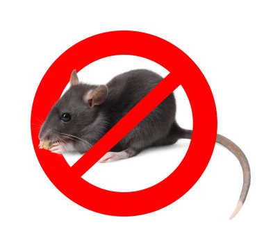 Beyaz arka planda kırmızı yasak işareti olan küçük sıçan. Haşere kontrolü