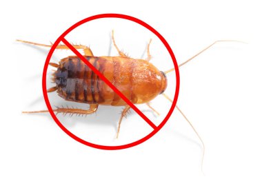 Haşere kontrolü. Beyaz arka planda kırmızı yasak işareti olan hamamböceği.