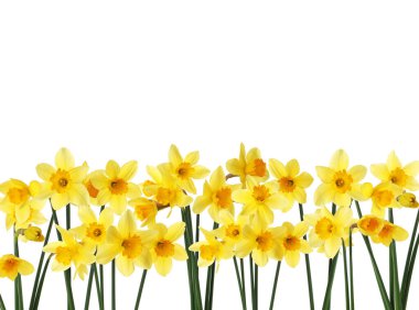 Beyaz arkaplanda güzel sarı nergis çiçekleri