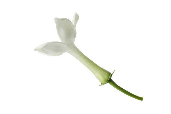 Beautiful aromatic jasmine flower isolated on white