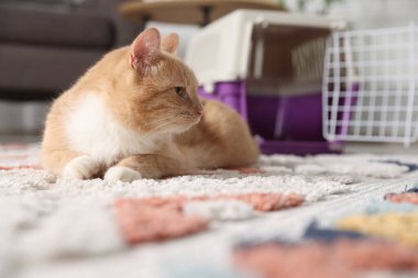 Şirin kedi ve hayvan taşıyıcısı evde, seçici bir odak noktası.