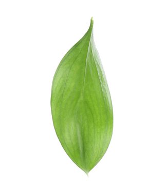 One fresh green Ruscus leaf isolated on white