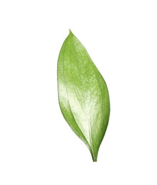 One fresh green Ruscus leaf isolated on white