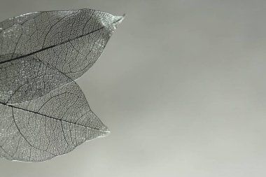 Gri gradyan arka planda güzel iskelet yaprakları, makro manzara. Metin için boşluk